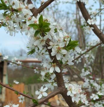 Cherry flowers, closeup Stock Photos