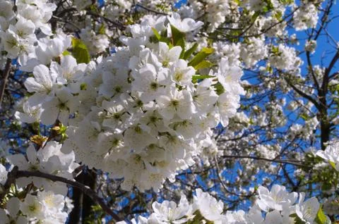 Cherry flowers, closeup Stock Photos