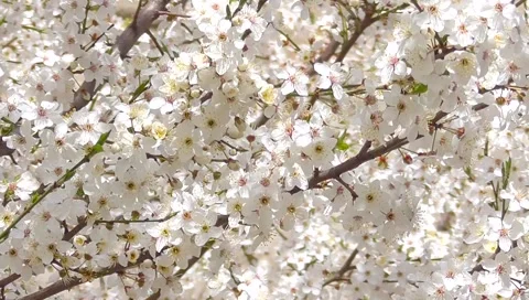 Cherry flowers dangle in the wind Stock-Footage 49408431