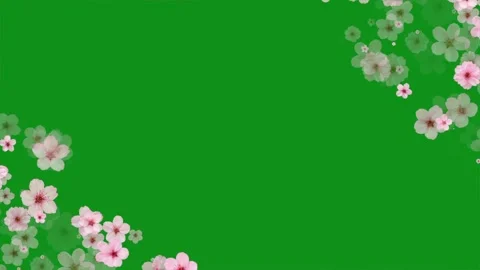 Cherry flowers decorative frame on green screen background Video stock 344835049