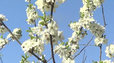 Cherry flowers Stock Footage 59907305