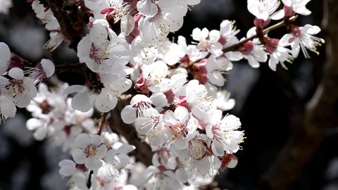Cherry flowers Video stock 73416681