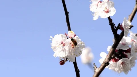 Cherry flowers Video stock 73479984