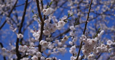 Cherry  flowers Stock-Footage 74142355
