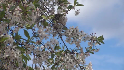 Cherry Flowers Stock Footage 139128524