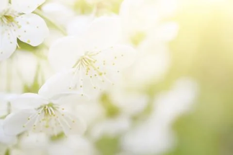 Cherry flowers frame Stockfoto's