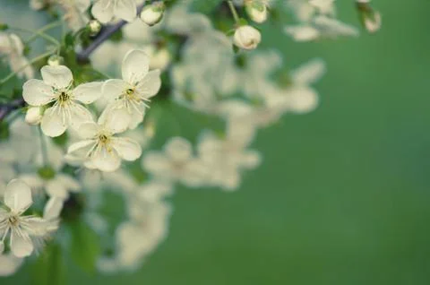 Cherry flowers frame Stockfoto's