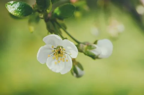 Cherry flowers frame Stock-Fotos