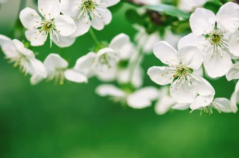Cherry flowers frame Stock-Fotos