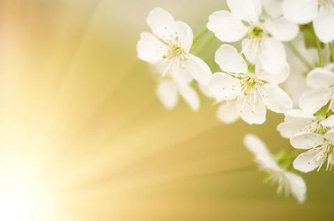 Cherry flowers frame Stock-Fotos