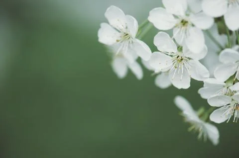 Cherry flowers frame Stock-Fotos