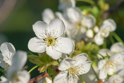 Cherry flowers frame Фото