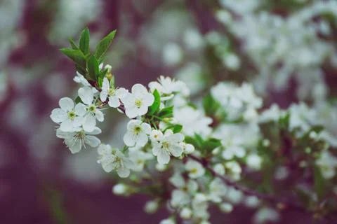 Cherry flowers frame Stock-Fotos