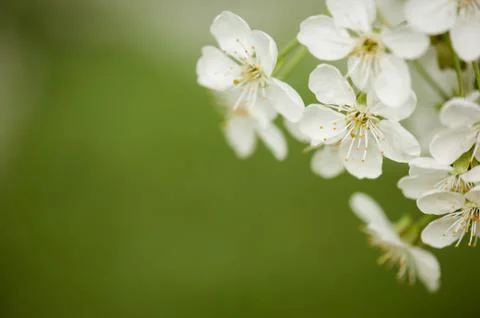 Cherry flowers frame Photos