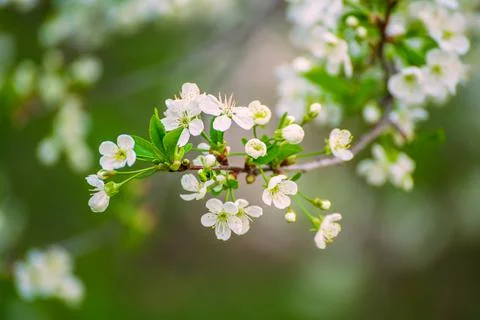 Cherry flowers frame Stockfoto's