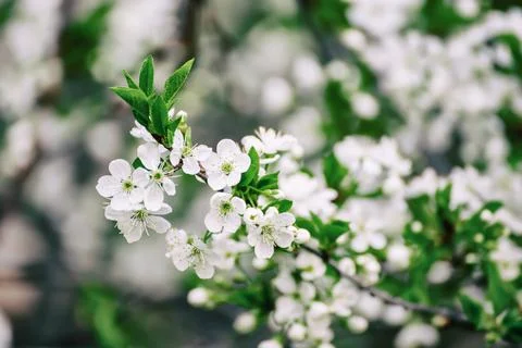 Cherry flowers frame Фото