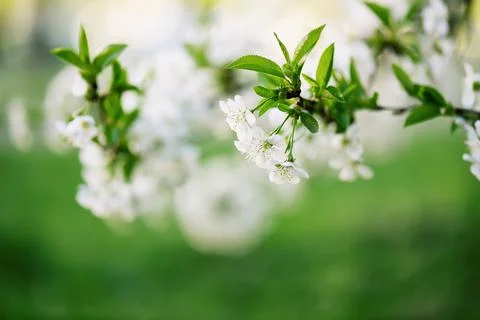 Cherry flowers frame Stock-Fotos