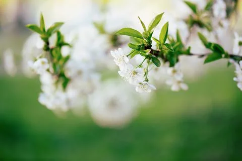 Cherry flowers frame Stock-Fotos