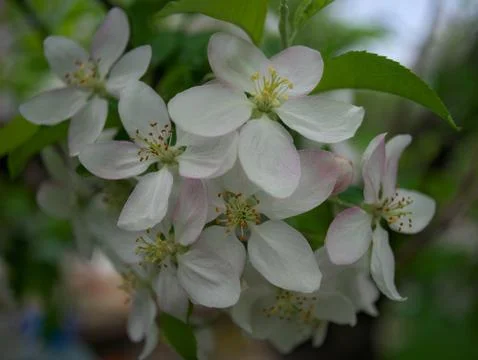 Cherry flowers in full bloom during spring time Stock Photos