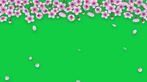 Cherry flowers green screen Stock Footage 330363817