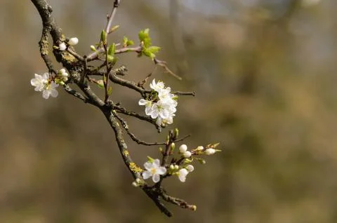 Cherry flowers hanging from the tree Stock Photos