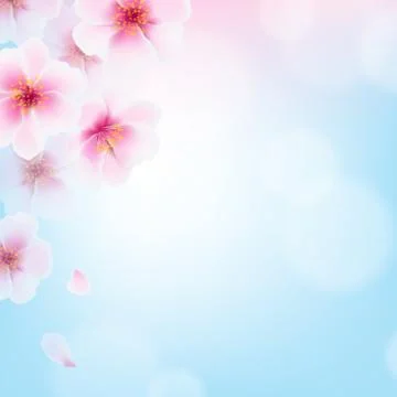 Cherry Flowers Stock Illustration