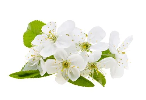 Cherry flowers isolated Stock Photos