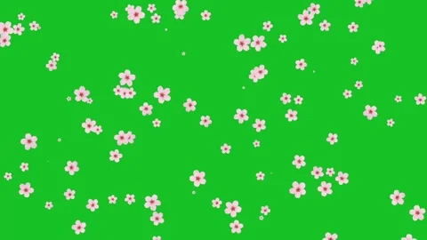 Cherry flowers motion graphics with green screen background Stock Footage 325980359