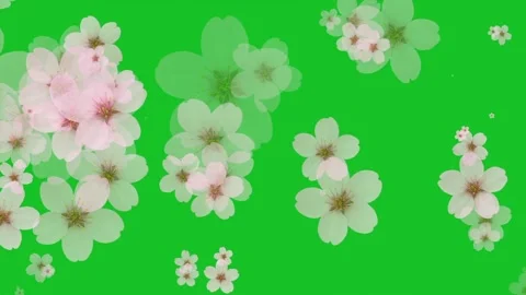 Cherry flowers motion graphics with green screen background Stock Footage 332125846