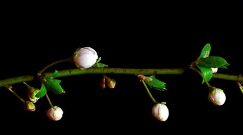 Cherry flowers opening macro time lapse Stock Footage 22475860