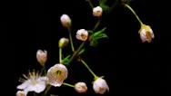 Cherry Flowers Opening Time Lapse Stock Footage