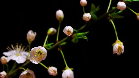 Cherry flowers opening time lapse Stock Footage 22475924