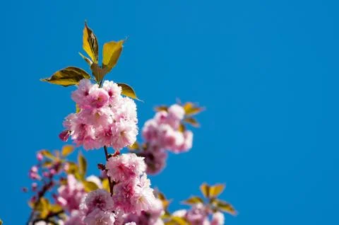 Cherry flowers Stock Photos