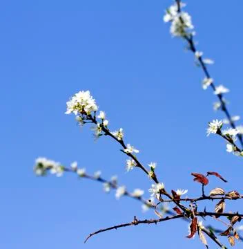 Cherry flowers Stock Photos