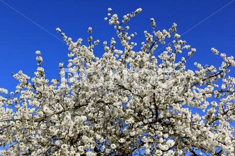 Cherry in flowers Stock Photos