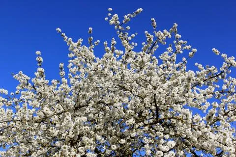 Cherry in flowers Stock Photos