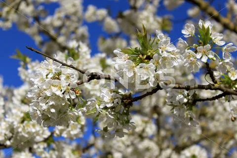Cherry in flowers Stock Photos