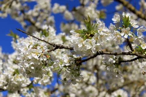 Cherry in flowers Stock Photos