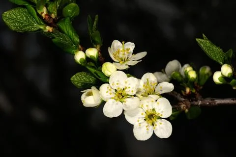Cherry flowers Stock Photos