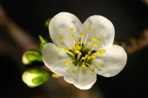 Cherry flowers Stock Photos