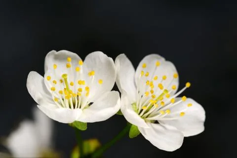Cherry flowers Stock Photos