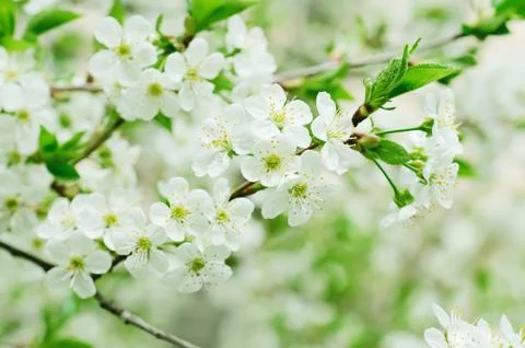 Cherry flowers Stock-Fotos