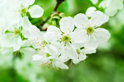 Cherry flowers Stock-Fotos