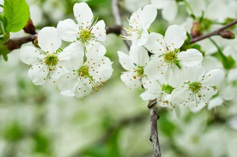 Cherry flowers Stock-Fotos