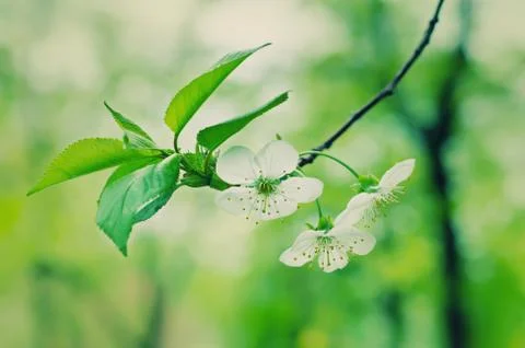 Cherry flowers Stockfoto's