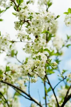 Cherry flowers Stock-Fotos