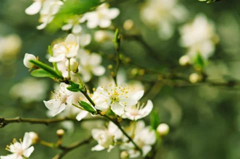 Cherry flowers Stock-Fotos