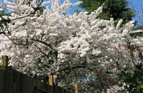Cherry flowers Stock Photos