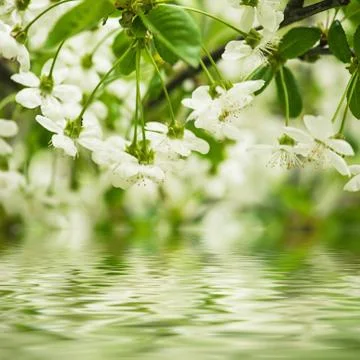 Cherry flowers Foto stock