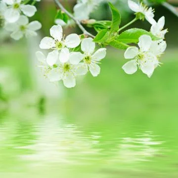 Cherry flowers Stockfoto's